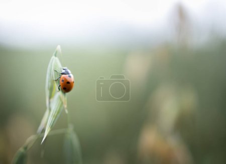 Nahaufnahme eines Marienkäfers beim Klettern auf einem Weizenfeld