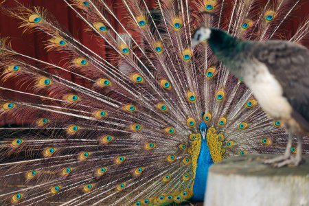 Male peacock showing his feathers, trying to attract female