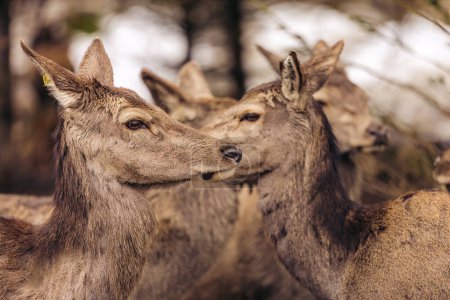 A deer herd in layers in park in Norway