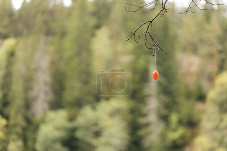 A red fishing float hanging from a tree branch - result of a mistimed throw with the fishing rod. Norwegian forest water in Oslo.