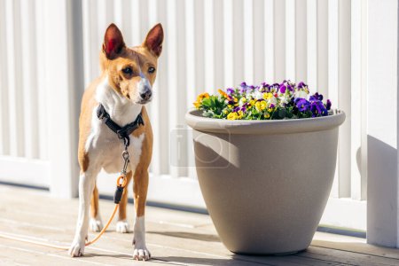 Perro Basenji de color marrón claro y blanco de pie junto a una maceta en un porche durante el verano. Verano noruego.