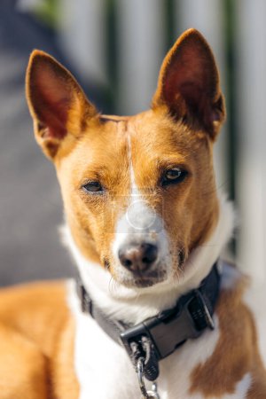 Gros plan de chien Basenji brun clair et blanc allongé regardant dans la caméra pendant l'été