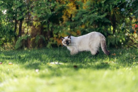 Gato siamés en jardín verde con hierba y arbustos durante el verano en el mirador. Verano noruego.