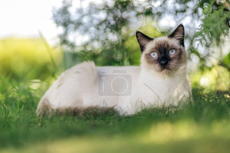 Chat siamois allongé dans un jardin verdoyant avec de l'herbe et des buissons pendant l'été regardant vers la caméra. Été en Norvège.