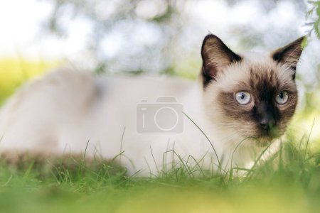 Chat siamois couché dans un jardin vert avec de l'herbe et des buissons pendant l'été ressemblant à quelque chose a attiré son attention. Été en Norvège.