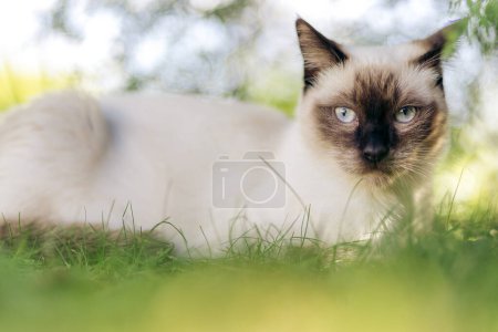Gato siamés acostado en jardín verde con hierba y arbustos durante el verano mirando hacia la cámara. Verano en Noruega.