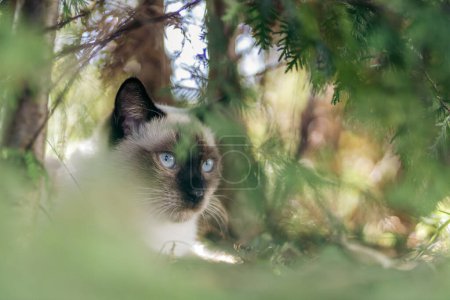 Gato siamés acostado entre arbustos durante el verano a la sombra escondido. Verano en Noruega.