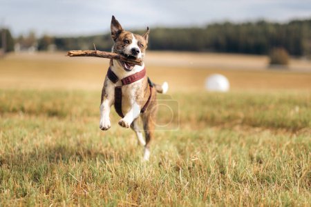 Ein verspielter Mischlingshund hüpft mit einem Stock im Maul glücklich durch ein Feld. Sommer in Norwegen