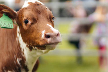 Closeup of a cow calf staring into the camera. Norwegian farm.