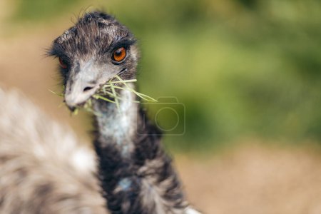 Closeup of emu looking into the camera with hay in its mouth. Norwegian farm.