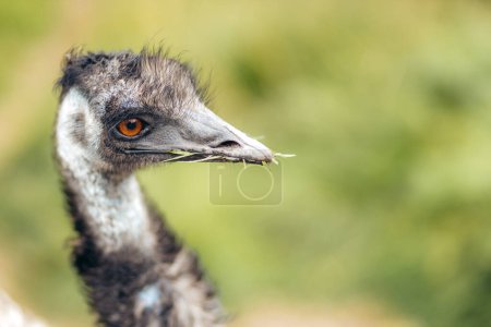 Closeup of emu looking to the side with hay in its mouth. Norwegian farm.