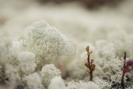 Primer plano de musgo blanco y pequeña planta de arándanos que se encuentra en las montañas noruegas.