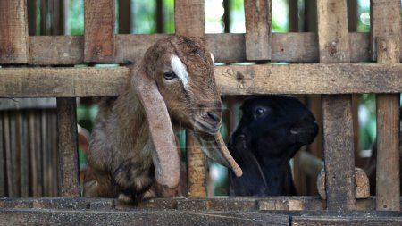 Ziegen füttern in einem Holzstall, Köpfe stochern durch den Zaun, um frisches Grün zu erreichen. Eine ländliche Bauernhofszene in Indonesien, die das tägliche Leben und die Pflege von Nutztieren festhält und dabei das natürliche Verhalten und die Umwelt von Nutztieren betont.
