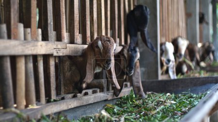 Las cabras se alimentan en una pluma de madera, las cabezas asomándose a través de la valla para llegar a la vegetación fresca. Una escena agrícola rural de Indonesia que captura la vida cotidiana y el cuidado del ganado, haciendo hincapié en el comportamiento natural y el medio ambiente de los animales de granja.