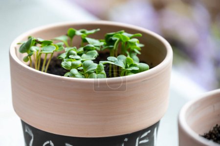 Close-up of fresh, green radish sprouts thriving in a textured, light-colored ceramic pot. This vibrant indoor vegetable garden not only beautifies a home but also provides fresh produce.