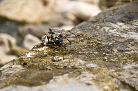 A detailed view of a crab navigating over a moist, algae-covered rock. The image highlights the crab's textured shell and delicate limbs in a coastal environment.