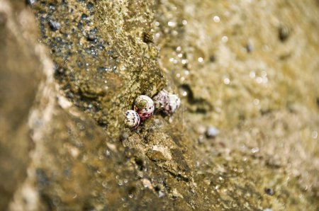 Un groupe de petits escargots vibrants aux coquilles colorées s'accrochant à une surface rocheuse humide et texturée près de l'océan, mettant en valeur la richesse écologique et la biodiversité.