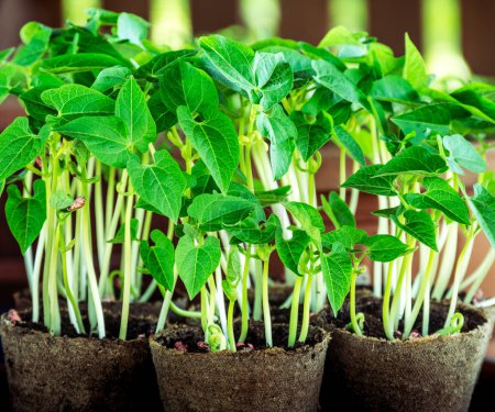 Vue rapprochée de jeunes plants de haricots à feuilles vertes fraîches poussant dans des pots de tourbe biodégradables. Idéal pour les projets de jardinage biologique et à des fins éducatives.