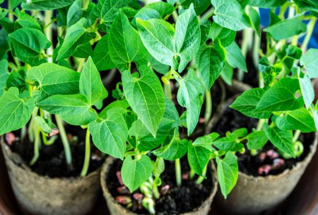 Lush young bean plants with vibrant green leaves sprouting in environmentally friendly biodegradable peat pots, set against a blurred greenhouse background.