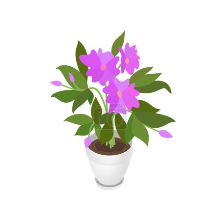 Illustration for Isometric Impatiens balsamina and flowerpot. Indoor, office and house plant. Interior decoration element. 3d flower pot with plate. Vector illustration of interior plant isolated on white background - Royalty Free Image
