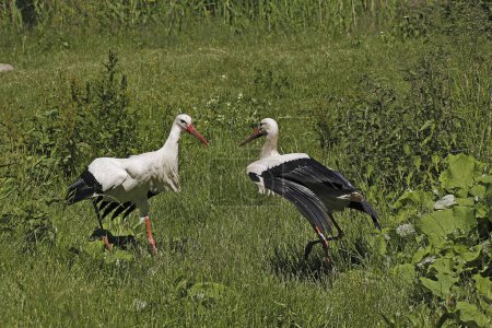 Photo for White Stork, ciconia ciconia, Pair, Courtship displaying, Alsace in France - Royalty Free Image