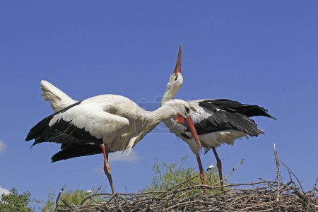 Photo for White Stork, ciconia ciconia, Pair standing on Nest, Courtship displaying, Alsace in France - Royalty Free Image