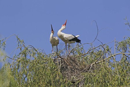 Photo for White Stork, ciconia ciconia, Pair standing on Nest, Courtship displaying, Alsace in France - Royalty Free Image