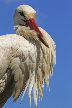 Photo for White Stork, ciconia ciconia, Alsace in France - Royalty Free Image