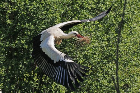 Photo for White Stork, ciconia ciconia, Adult in Flight, Carrying Nesting Materiel in Beak, Alsace in France - Royalty Free Image