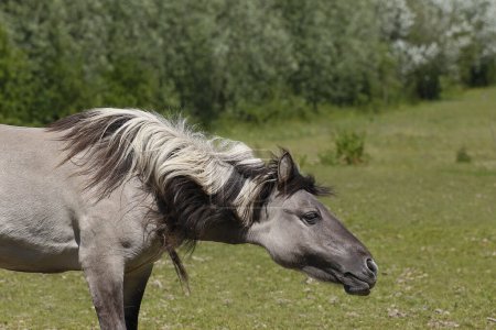 Caballo Tarpan, equus caballus gmelini