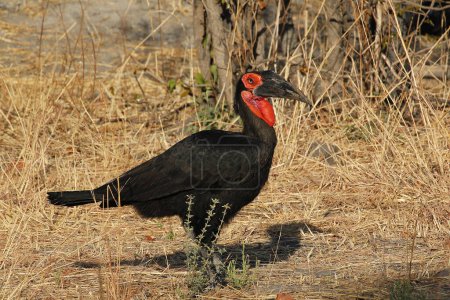 Photo for Southern Ground Hornbill, bucorvus leadbeateri, Adult, Moremi reserve in Botswana - Royalty Free Image