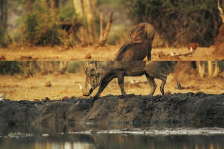 Photo for Warthog, phacochoerus aethiopicus, Male drinking Water, Near Chobe River, Botswana, - Royalty Free Image