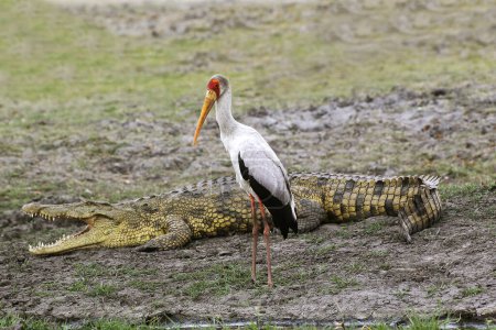Photo for Yellow Billed Stork, mycteria ibis and Nile Crocodile, crocodylus niloticus, Chobe River, Okavango Delta in Botswana - Royalty Free Image
