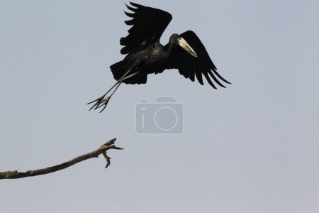 Photo for African Openbill, anastomus lamelligerus, Adult in Flight, Taking off from Branch, Moremi Reserve, Okavango Delta in Botswana - Royalty Free Image