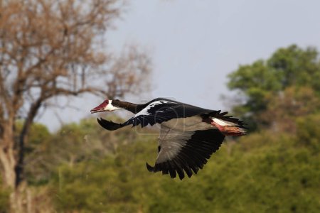Photo for Spur-winged goose ,plectropterus gambensis, Male in Flight, Moremi Reserve, Okavango Delta in Botswana - Royalty Free Image