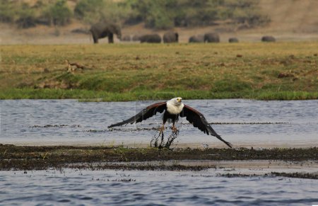 Téléchargez les photos : African Fish-Eagle, haliaeetus vocifer, Adulte en vol, Chobe River, delta de l'Okavango au Botswana - en image libre de droit