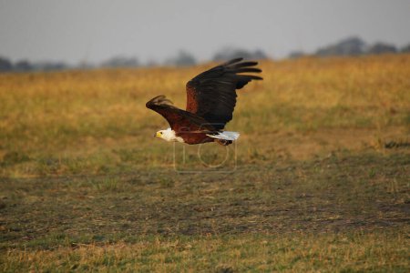 Foto de Águila pescadora africana, haliaeetus vocifer, Adulto en vuelo, Chobe Park, Delta del Okavango en Botswana - Imagen libre de derechos