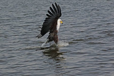 Foto de Águila pescadora africana, Haliaeetus vocifer, Adulto en vuelo, Pesca en el río Chobe, Delta del Okavango en Botswana - Imagen libre de derechos