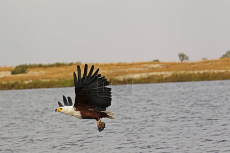 Photo for African Fish-Eagle, haliaeetus vocifer, Adult in flight, Fishing at Chobe River, Okavango Delta in Botswana - Royalty Free Image