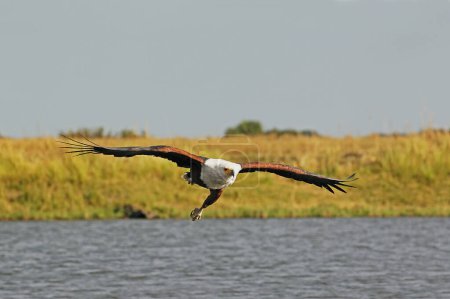 Foto de Águila pescadora africana, haliaeetus vocifer, Adulto en vuelo, Río Chobe, Delta del Okavango en Botswana - Imagen libre de derechos