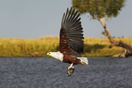 Foto de Águila pescadora africana, Haliaeetus vocifer, Adulto en vuelo, Pesca en el río Chobe, Delta del Okavango en Botswana - Imagen libre de derechos