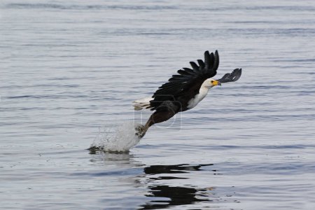 Téléchargez les photos : African Fish-Eagle, haliaeetus vocifer, Adulte en vol, Pêche à Chobe River, Delta de l'Okavango au Botswana - en image libre de droit