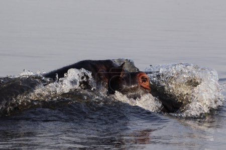 Photo for Hippopotamus, hippopotamus amphibius, Adult in Chobe River, Okavango Delta in Botswana - Royalty Free Image