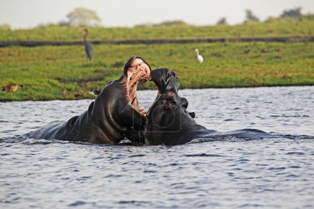 Photo for Hippopotamus, hippopotamus amphibius, Adults with Mouth wide open, Threat display, Fighting, Chobe River, Okavango Delta in Botswana - Royalty Free Image