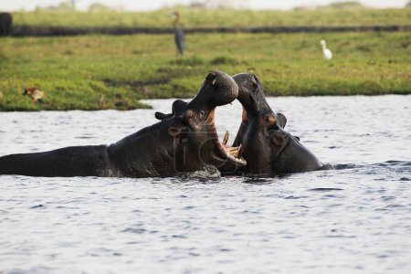 Foto de Hipopótamo, anfibio hipopótamo, Adultos con la boca abierta, Expositor de amenazas, Lucha, Río Chobe, Delta del Okavango en Botswana - Imagen libre de derechos