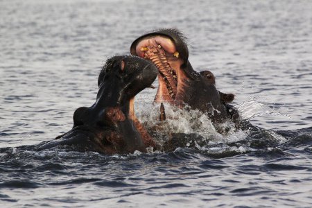 Foto de Hipopótamo, anfibio hipopótamo, Adultos con la boca abierta, Expositor de amenazas, Lucha, Río Chobe, Delta del Okavango en Botswana - Imagen libre de derechos