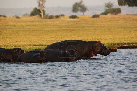 Téléchargez les photos : Hippopotame, hippopotame amphibie, groupe à Chobe River, delta de l'Okavango au Botswana - en image libre de droit