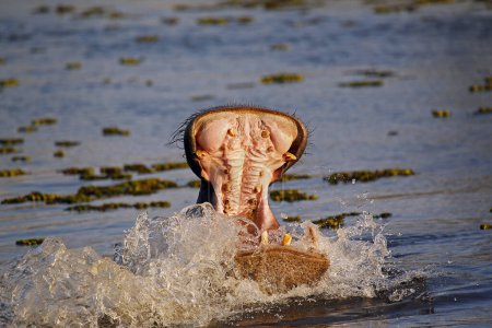 Téléchargez les photos : Hippopotame, hippopotame amphibie, Adulte avec bouche grande ouverte, Affichage de la menace, Rivière Khwai, Réserve de Moremi, delta de l'Okavango au Botswana - en image libre de droit