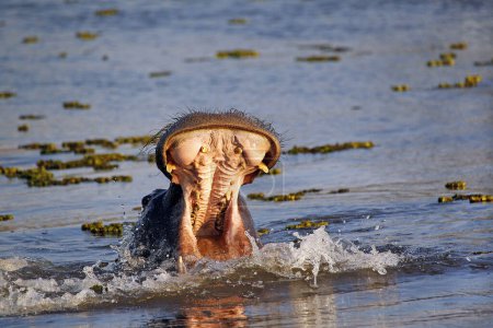 Photo for Hippopotamus, hippopotamus amphibius, Adult with Mouth wide open, Threat display, Khwai River, Moremi Reserve, Okavango Delta in Botswana - Royalty Free Image