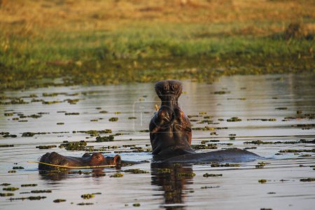 Foto de Hipopótamo, anfibio hipopótamo, Adulto con la boca abierta, Amenaza de exhibición, Río Khwai, Reserva Moremi, Delta del Okavango en Botswana - Imagen libre de derechos